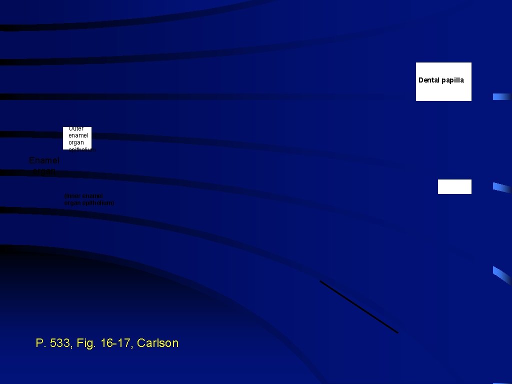Dental papilla Outer enamel organ epithelium Enamel organ (Inner enamel organ epithelium) P. 533,