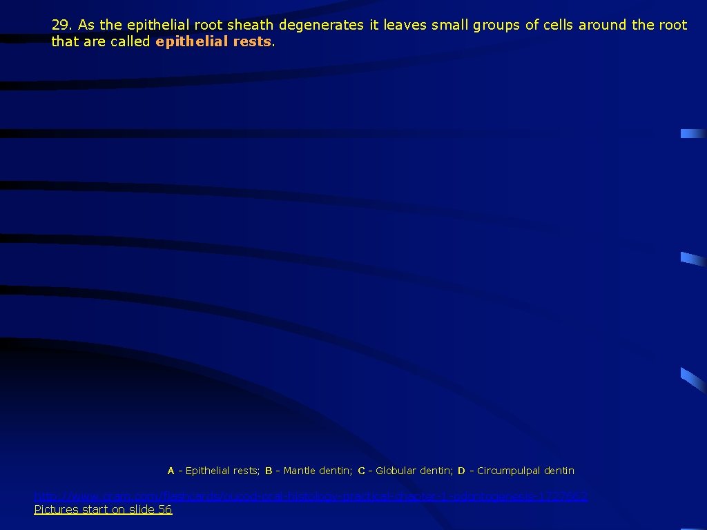 29. As the epithelial root sheath degenerates it leaves small groups of cells around