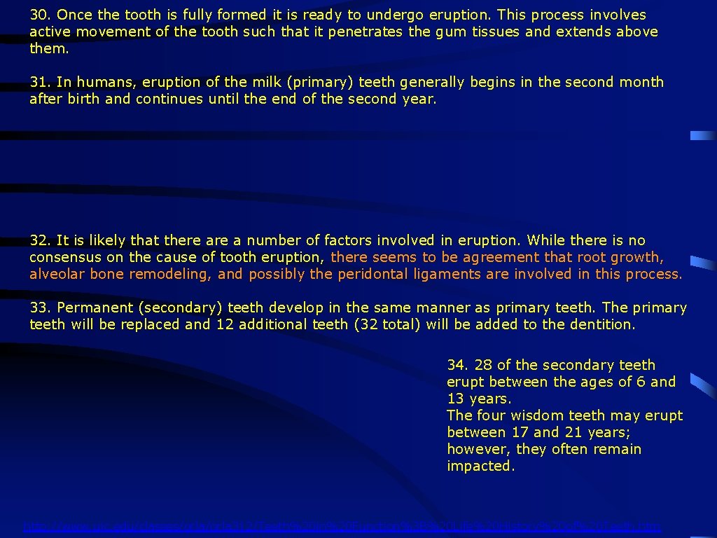 30. Once the tooth is fully formed it is ready to undergo eruption. This