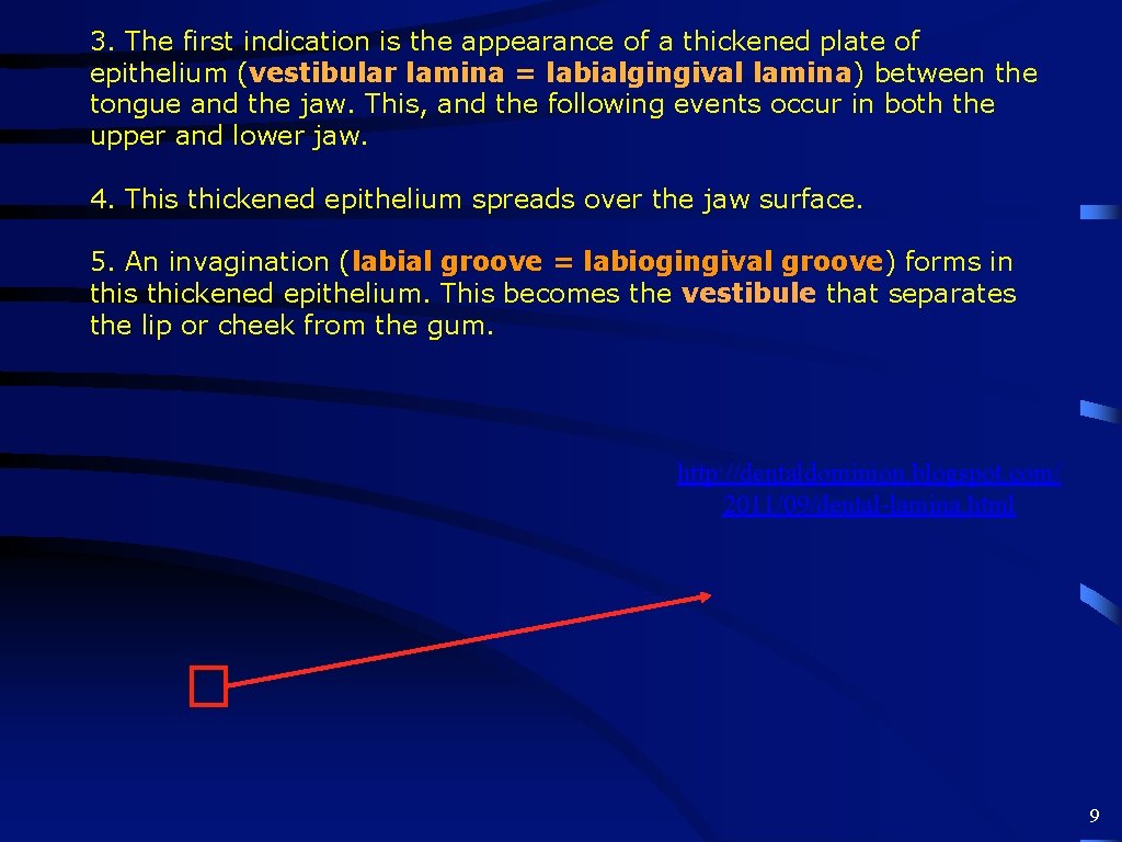 3. The first indication is the appearance of a thickened plate of epithelium (vestibular