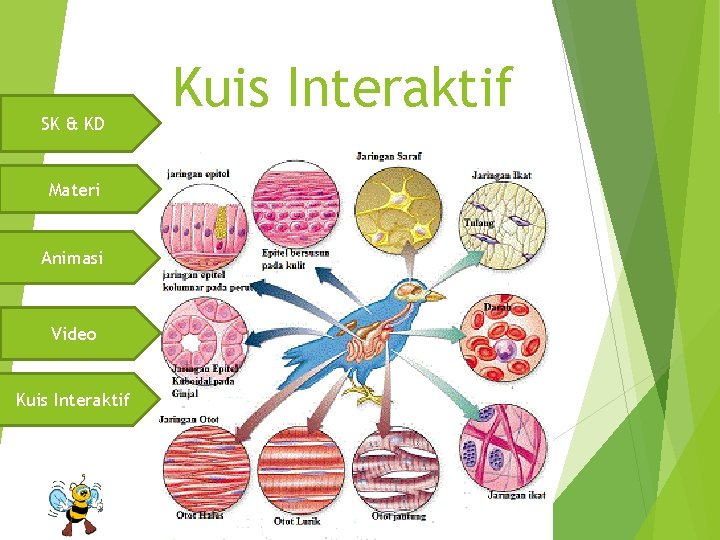 SK & KD Materi Animasi Video Kuis Interaktif 