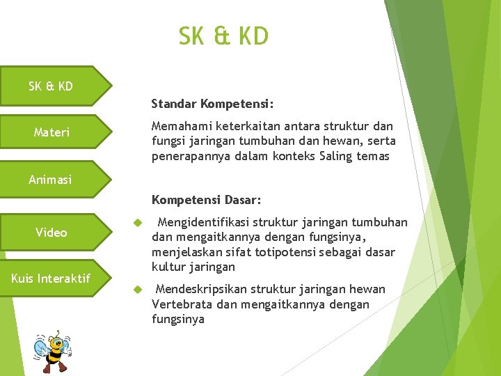 SK & KD Standar Kompetensi: Memahami keterkaitan antara struktur dan fungsi jaringan tumbuhan dan