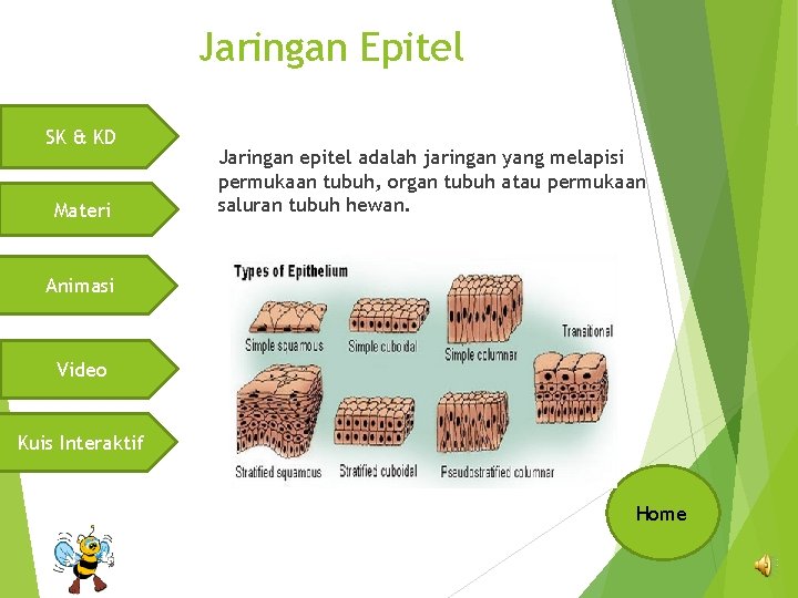 Jaringan Epitel SK & KD Materi Jaringan epitel adalah jaringan yang melapisi permukaan tubuh,