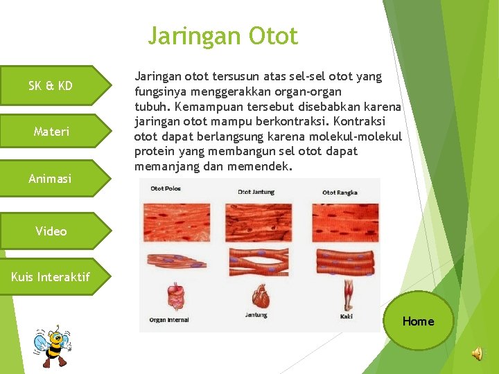 Jaringan Otot SK & KD Materi Animasi Jaringan otot tersusun atas sel-sel otot yang