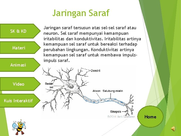 Jaringan Saraf SK & KD Materi Animasi Jaringan saraf tersusun atas sel-sel saraf atau