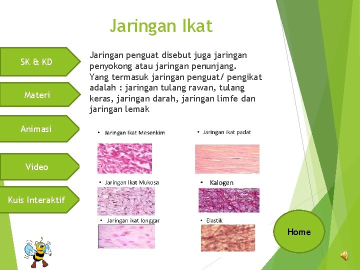 Jaringan Ikat SK & KD Materi Jaringan penguat disebut juga jaringan penyokong atau jaringan