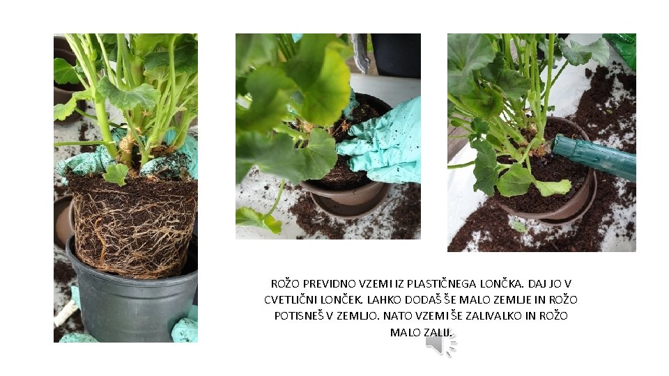 ROŽO PREVIDNO VZEMI IZ PLASTIČNEGA LONČKA. DAJ JO V CVETLIČNI LONČEK. LAHKO DODAŠ ŠE