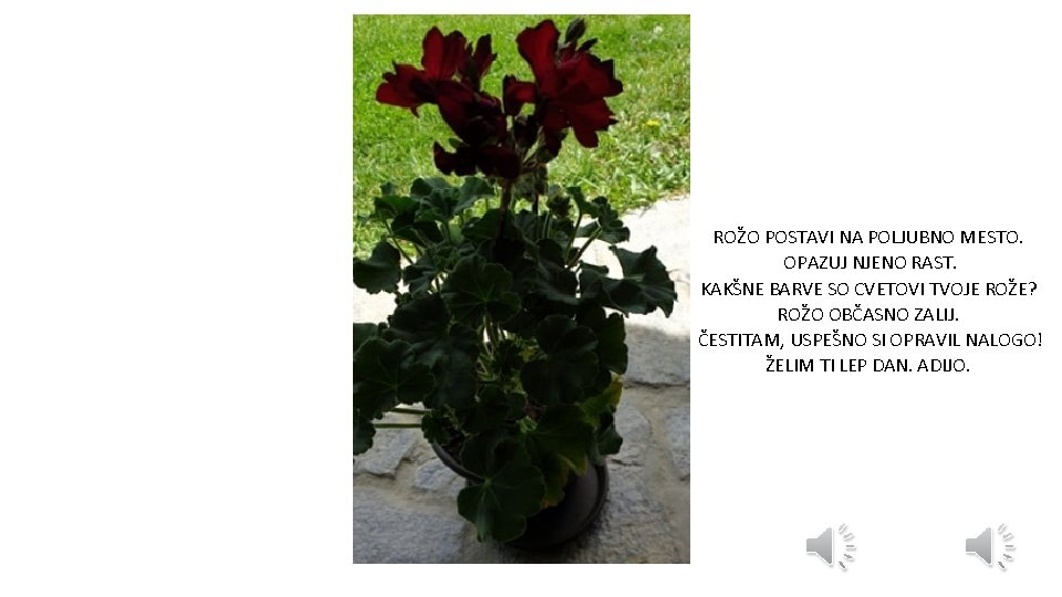 ROŽO POSTAVI NA POLJUBNO MESTO. OPAZUJ NJENO RAST. KAKŠNE BARVE SO CVETOVI TVOJE ROŽE?