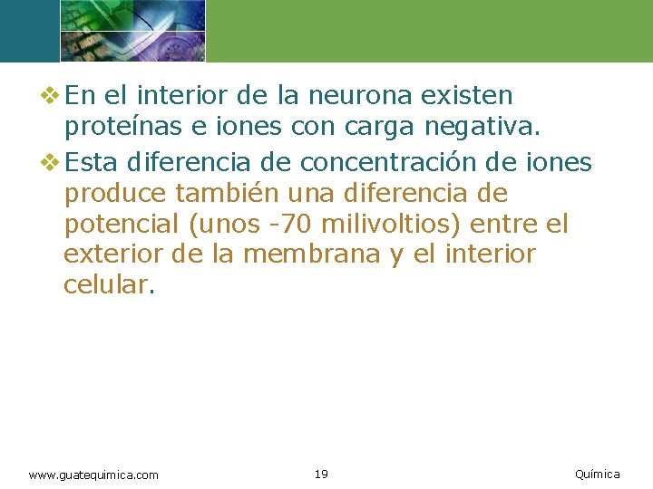 v En el interior de la neurona existen proteínas e iones con carga negativa.