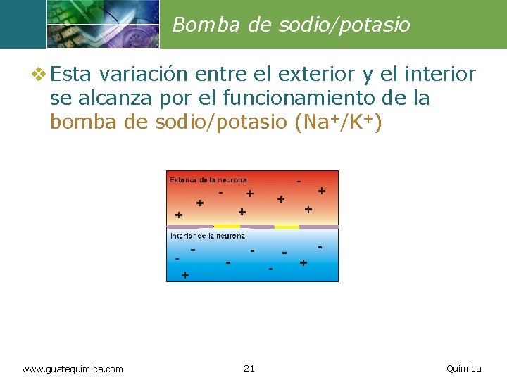 Bomba de sodio/potasio v Esta variación entre el exterior y el interior se alcanza