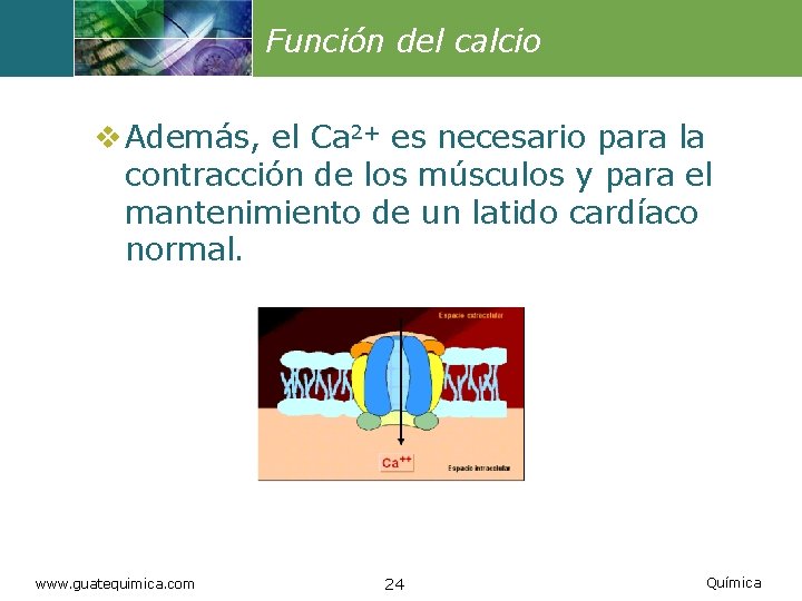 Función del calcio v Además, el Ca 2+ es necesario para la contracción de