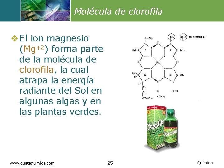 Molécula de clorofila v El ion magnesio (Mg+2) forma parte de la molécula de