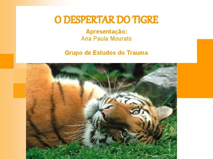 O DESPERTAR DO TIGRE Apresentação: Ana Paula Mourato Grupo de Estudos do Trauma 