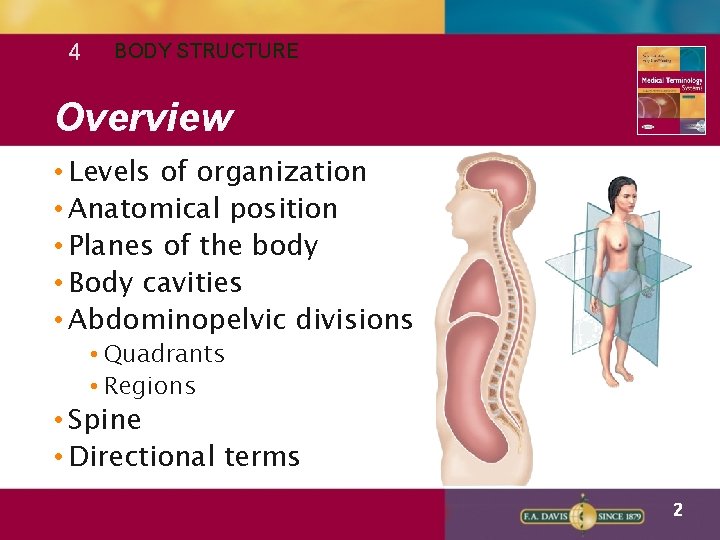 4 BODY STRUCTURE Overview • Levels of organization • Anatomical position • Planes of