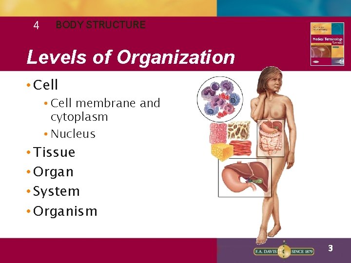 4 BODY STRUCTURE Levels of Organization • Cell membrane and cytoplasm • Nucleus •