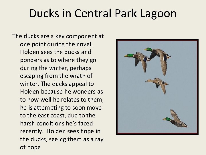 Ducks in Central Park Lagoon The ducks are a key component at one point