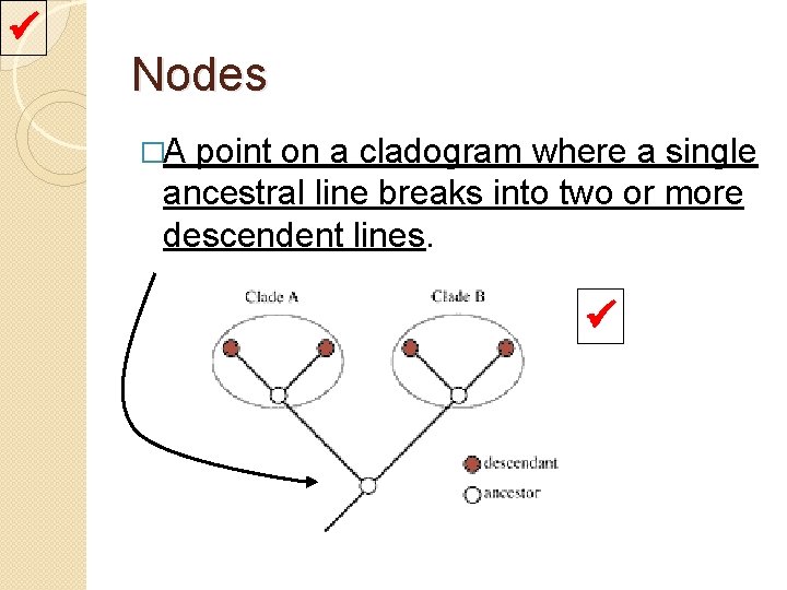  Nodes �A point on a cladogram where a single ancestral line breaks into