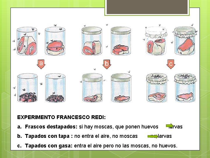 EXPERIMENTO FRANCESCO REDI: a. Frascos destapados: si hay moscas, que ponen huevos b. Tapados