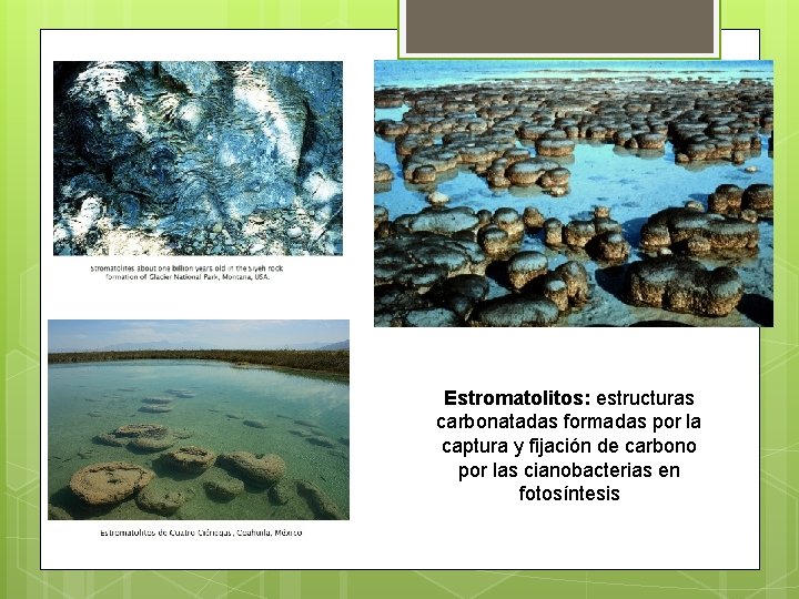 Estromatolitos: estructuras carbonatadas formadas por la captura y fijación de carbono por las cianobacterias