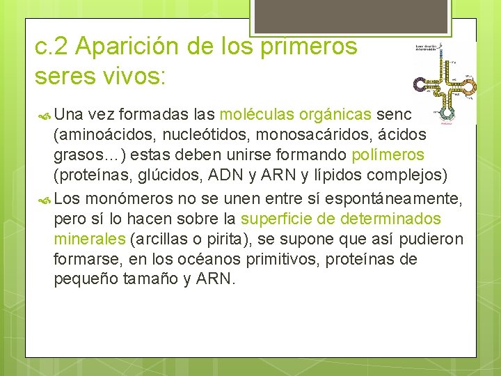 c. 2 Aparición de los primeros seres vivos: Una vez formadas las moléculas orgánicas