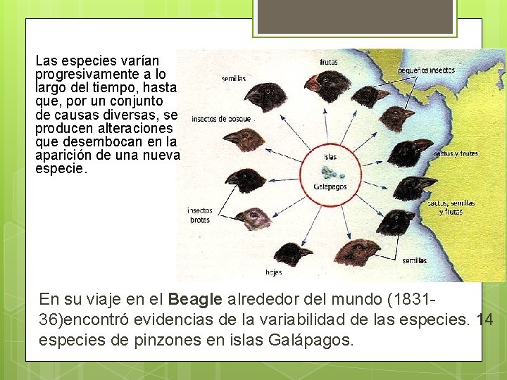 Las especies varían progresivamente a lo largo del tiempo, hasta que, por un conjunto