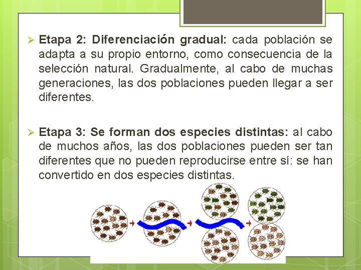 Ø Etapa 2: Diferenciación gradual: cada población se adapta a su propio entorno, como