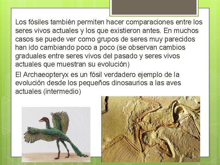 Los fósiles también permiten hacer comparaciones entre los seres vivos actuales y los que
