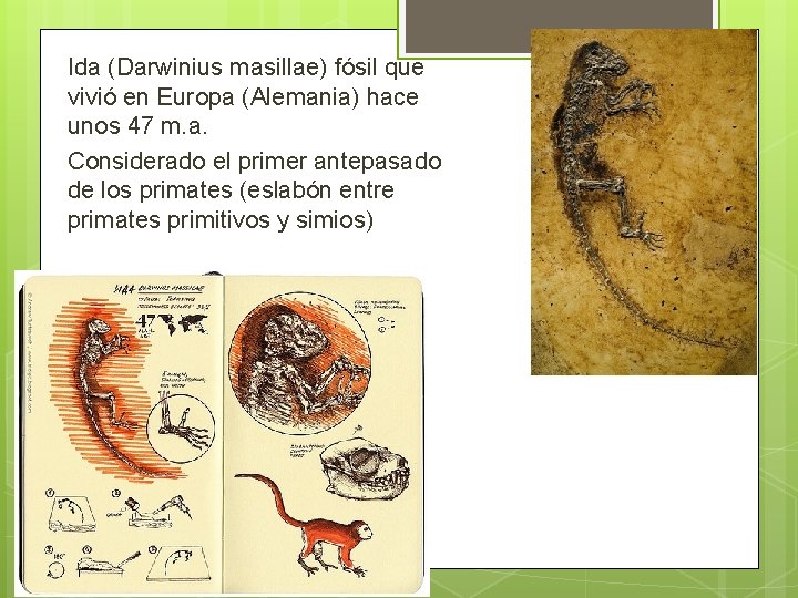 Ida (Darwinius masillae) fósil que vivió en Europa (Alemania) hace unos 47 m. a.