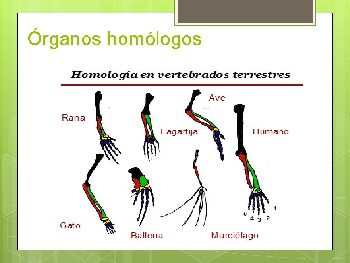 Órganos homólogos 