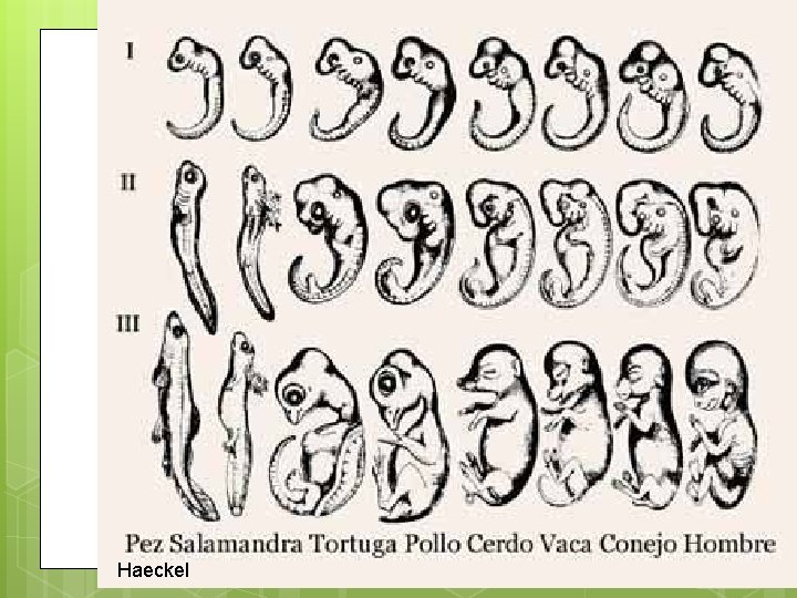 Haeckel 