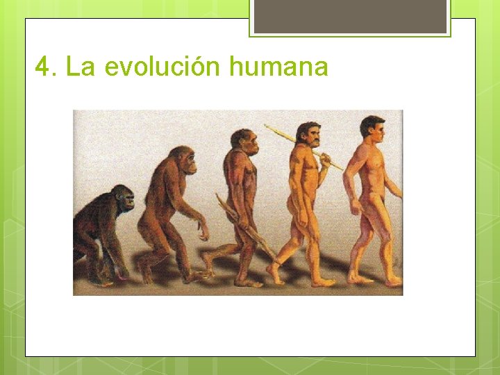 4. La evolución humana 