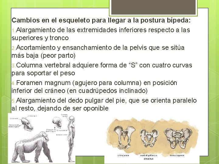 Cambios en el esqueleto para llegar a la postura bípeda: 1. Alargamiento de las