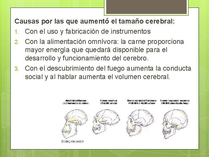 Causas por las que aumentó el tamaño cerebral: 1. Con el uso y fabricación