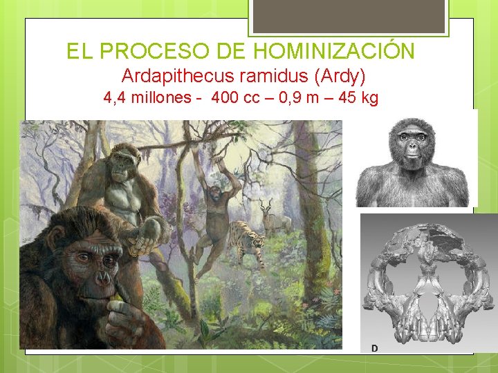 EL PROCESO DE HOMINIZACIÓN Ardapithecus ramidus (Ardy) 4, 4 millones - 400 cc –