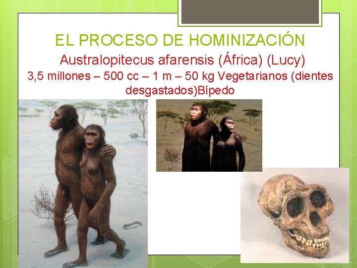 EL PROCESO DE HOMINIZACIÓN Australopitecus afarensis (África) (Lucy) 3, 5 millones – 500 cc