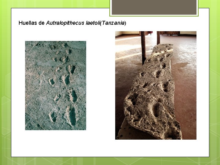 Huellas de Autralopithecus laetoli(Tanzania) 