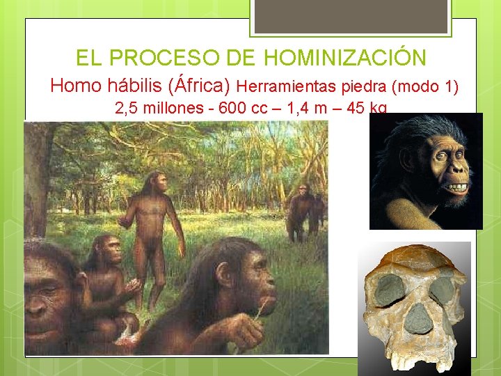 EL PROCESO DE HOMINIZACIÓN Homo hábilis (África) Herramientas piedra (modo 1) 2, 5 millones