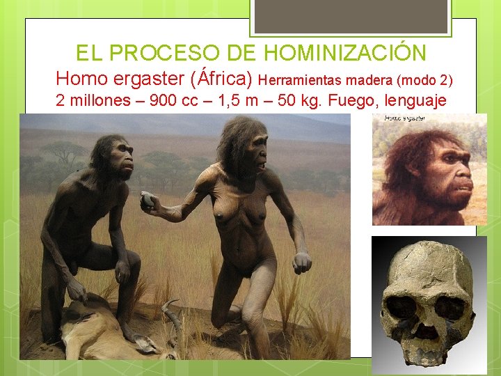 EL PROCESO DE HOMINIZACIÓN Homo ergaster (África) Herramientas madera (modo 2) 2 millones –