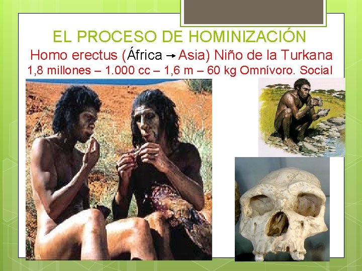 EL PROCESO DE HOMINIZACIÓN Homo erectus (África Asia) Niño de la Turkana 1, 8