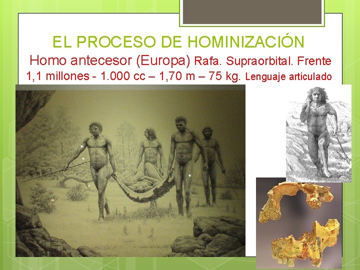 EL PROCESO DE HOMINIZACIÓN Homo antecesor (Europa) Rafa. Supraorbital. Frente 1, 1 millones -