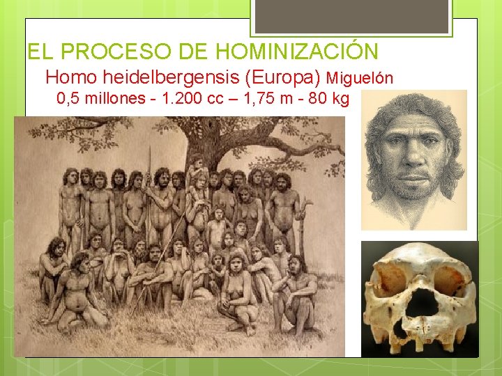EL PROCESO DE HOMINIZACIÓN Homo heidelbergensis (Europa) Miguelón 0, 5 millones - 1. 200