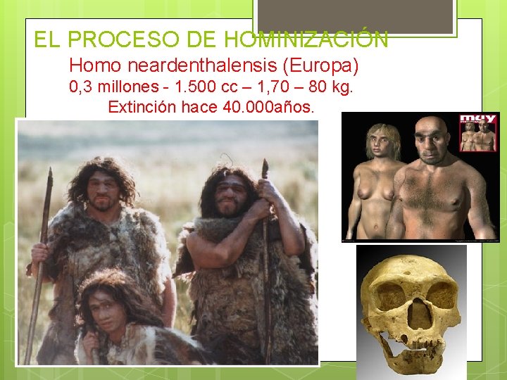 EL PROCESO DE HOMINIZACIÓN Homo neardenthalensis (Europa) 0, 3 millones - 1. 500 cc