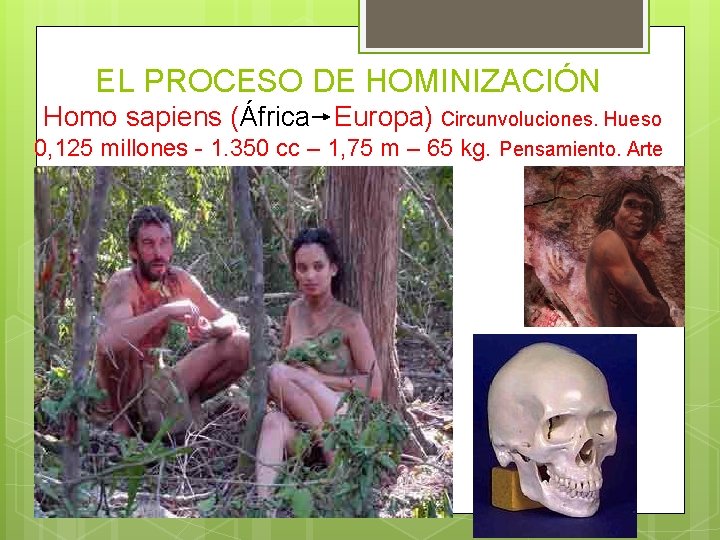 EL PROCESO DE HOMINIZACIÓN Homo sapiens (África Europa) Circunvoluciones. Hueso 0, 125 millones -