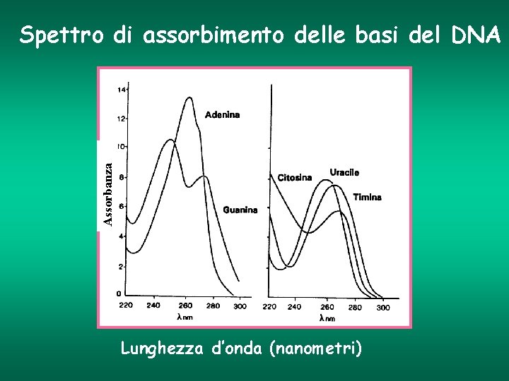 Assorbanza Spettro di assorbimento delle basi del DNA Lunghezza d’onda (nanometri) 