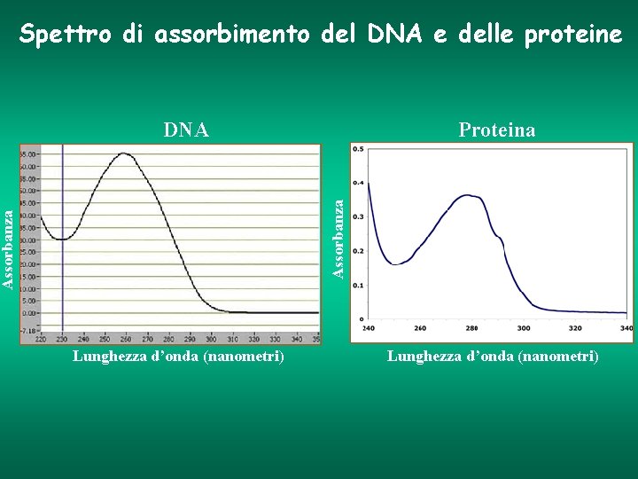 Spettro di assorbimento del DNA e delle proteine Proteina Assorbanza DNA Lunghezza d’onda (nanometri)