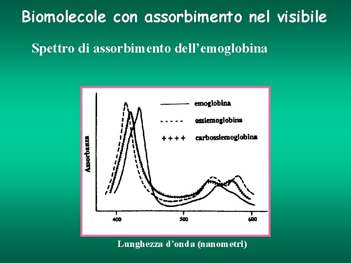 Biomolecole con assorbimento nel visibile Spettro di assorbimento dell’emoglobina Lunghezza d’onda (nanometri) 