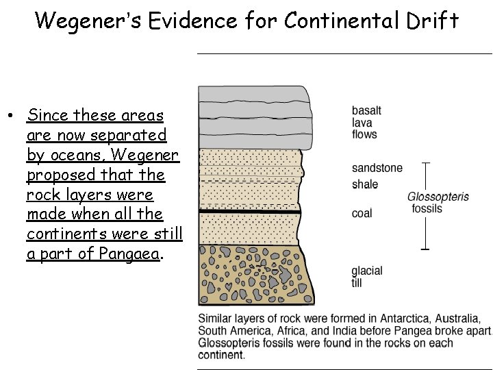 Wegener’s Evidence for Continental Drift • Since these areas are now separated by oceans,