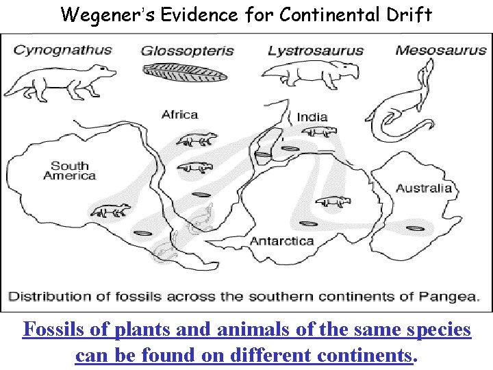 Wegener’s Evidence for Continental Drift Fossils of plants and animals of the same species