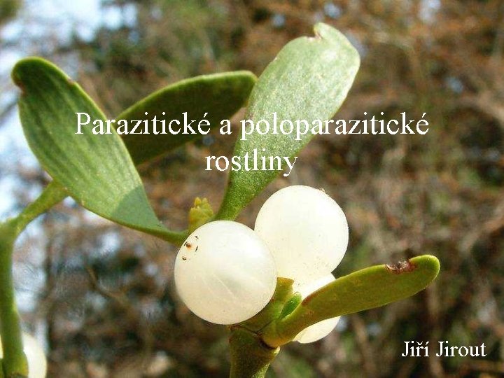 Parazitické a poloparazitické rostliny Jiří Jirout 