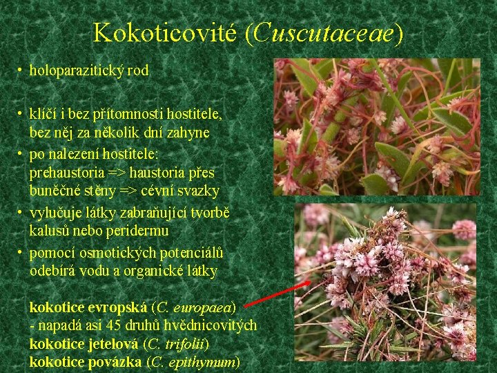 Kokoticovité (Cuscutaceae) • holoparazitický rod • klíčí i bez přítomnosti hostitele, bez něj za